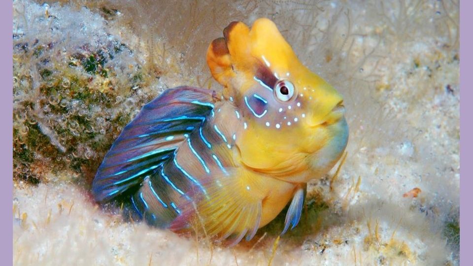 ОБИТАТЕЛИ ЧЁРНОГО МОРЯ: Живёт в Чёрном море собака смотреть онлайн