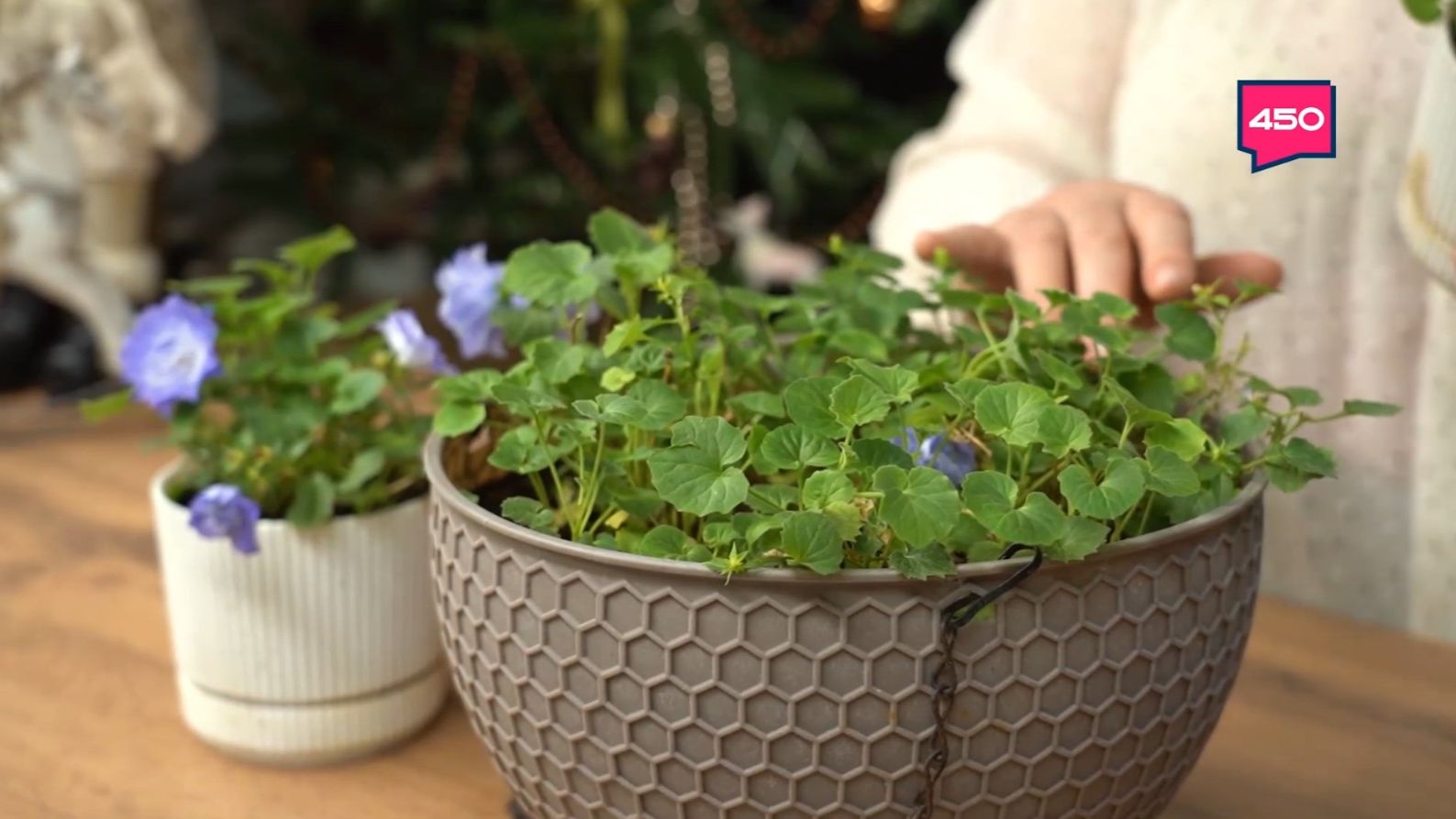 Стена из комнатных растений. Дачные сезоны