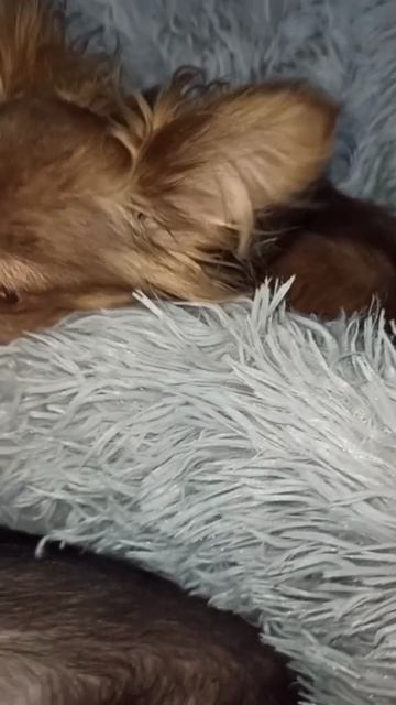 Девчоночки обживают подарочки от Виктории! Огромное спасибо за лежаночки! 29 ноября 2025 г. смотреть онлайн