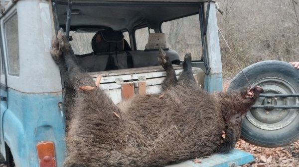 Охота на кабана