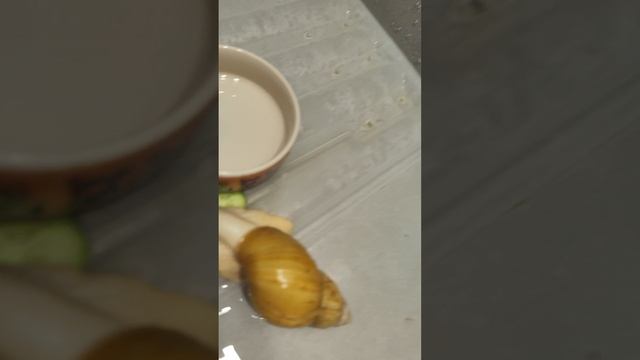 улитки ахатины купаються смотреть онлайн