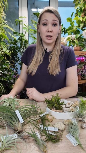 ТИЛЛАНДСИЯ В КВАРТИРЕ - ПОДКОРМКА ПО ЛИСТУ, ЧТОБЫ СИЯЛИ смотреть онлайн