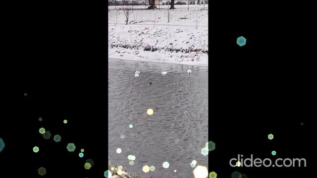 Зимовка лебедей в Орше... (30.12.2020)