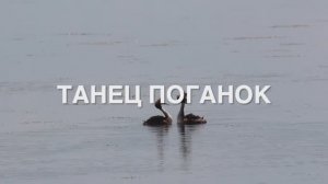 Брачный танец Больших поганок
