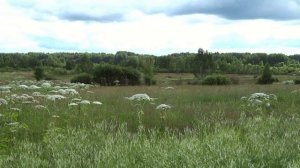 Гармошечка