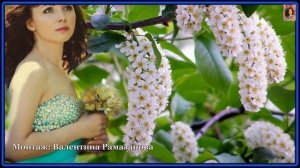 НЕ ТВОЯ Я КОРОЛЕВА...