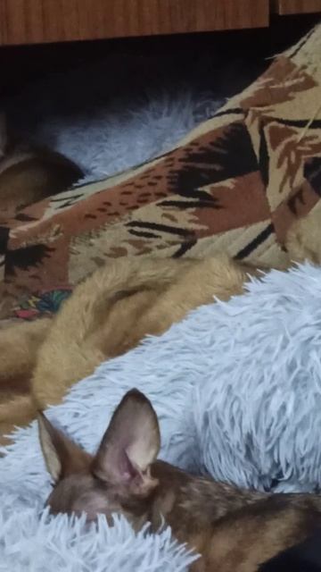 Стая отдыхает.🥰 смотреть онлайн