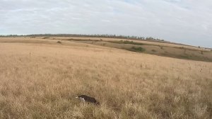 Охота по ПЕРЕПЕЛУ обучение