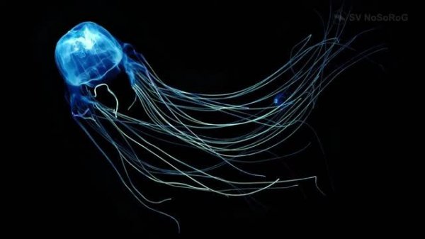 Почему кубомедуза Морская оса — Chironex fleckeri считается самой опасной для человека ?