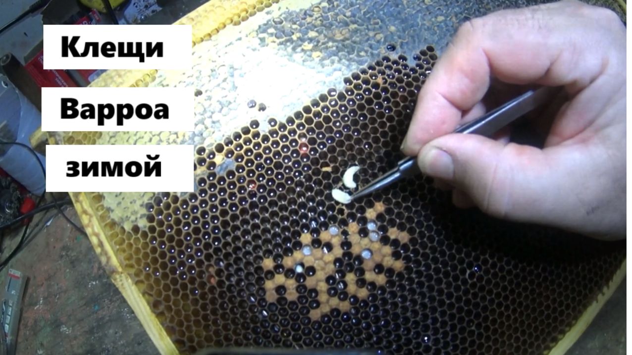 Клещ Варроа в зимнем расплоде. смотреть онлайн