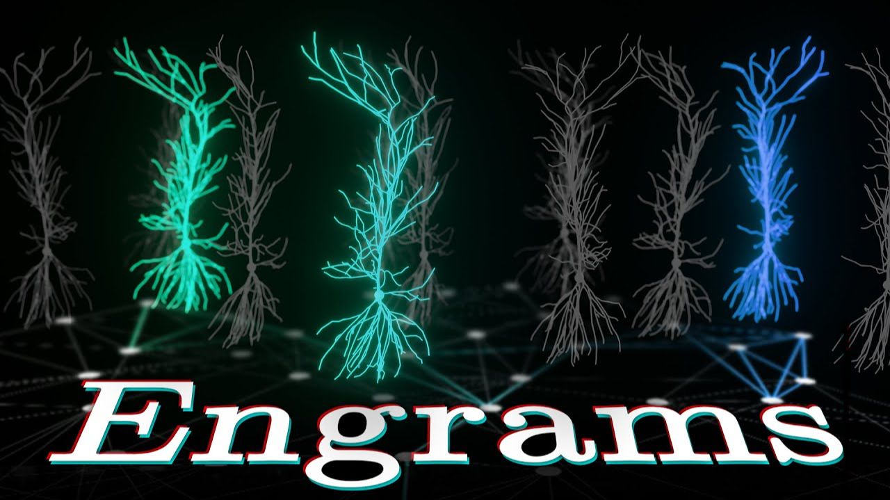 Строительные блоки памяти в мозге смотреть онлайн