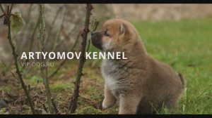 Щенки Сиба-ину, питомник Артемов. VIP-DOG.RU