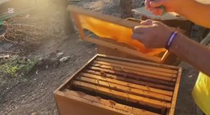 В гостях у турецкого пчеловода-любителя