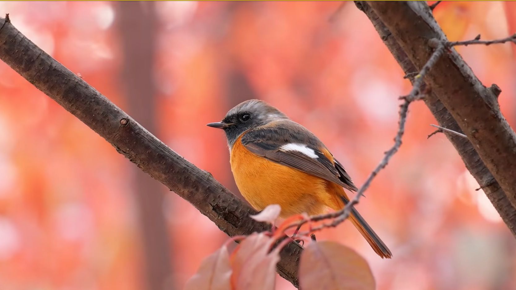 Красота птиц осенью 🍂 Расслабляющие и целебные звуки птиц для снятия стресса | Осенний лес🍁 смотреть онлайн