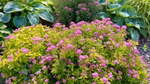 Контрасты в нашем саду. Примеры сочетания растений по форме, цвету и размеру.