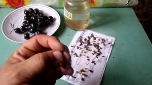 КАК ВЫРАСТИТЬ САЖЕНЦЫ ВИНОГРАДА из КОСТОЧЕК