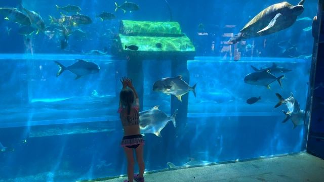 Аттракцион «Встреча с акулами» в аквапарке Atlantis Aquaventure смотреть онлайн