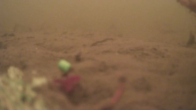 Зимний фидер р.Десна 