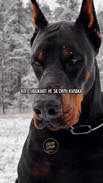 Ты должен быть сильным смотреть онлайн