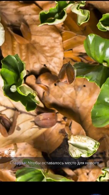 Оборотень! смотреть онлайн