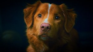 ОБЪЯСНЕНИЕ КОНЦОВКИ "ГЛАЗАМИ ПСА / ХОРОШИЙ МАЛЬЧИК" ТРАГИЧЕСКАЯ МЕТАФОРА ФИЛЬМА