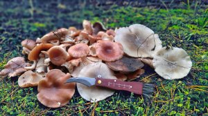 ЗАШЛИ В СОСНОВЫЙ ЛЕС И ОБАЛДЕЛИ! Сбор грибов 2025