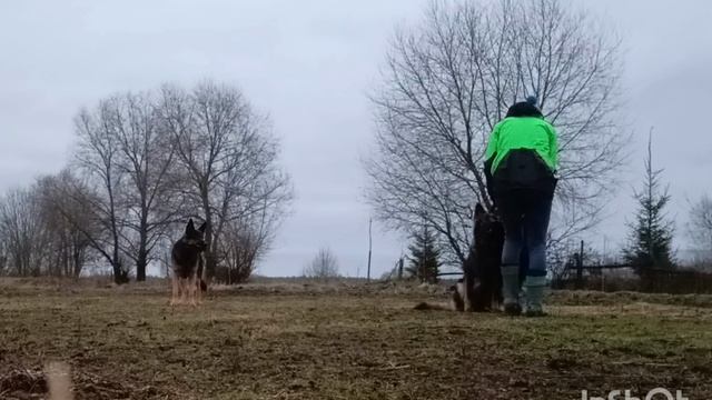 немецкие длинношерстные овчарки смотреть онлайн