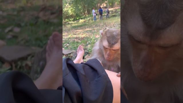 Груминг обезьянки | Monkey Grooming - ASMR