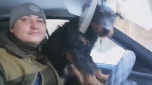 Немецкий Ягдтерьер - Рэй