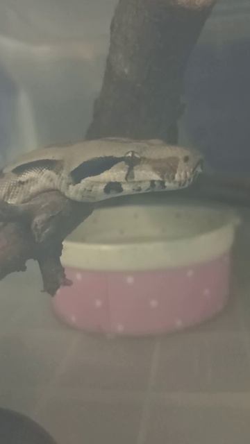 Ноника. 4 декабря 2025 г. смотреть онлайн