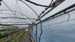 шпалера на винограде