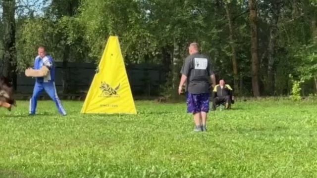 3 О/Отл. ZIMON v. Frankengold +++ №0. БЕЛАРУСЬ 23 августа`25 Моно немецких овчарок смотреть онлайн