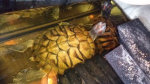 Красноухие 🐢 черепахи 🐢 утро 04-12-2025. Умная колонка Маруся рассказывает анекдоты!