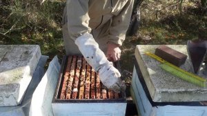 В дадановских ульях семьи формирую так...