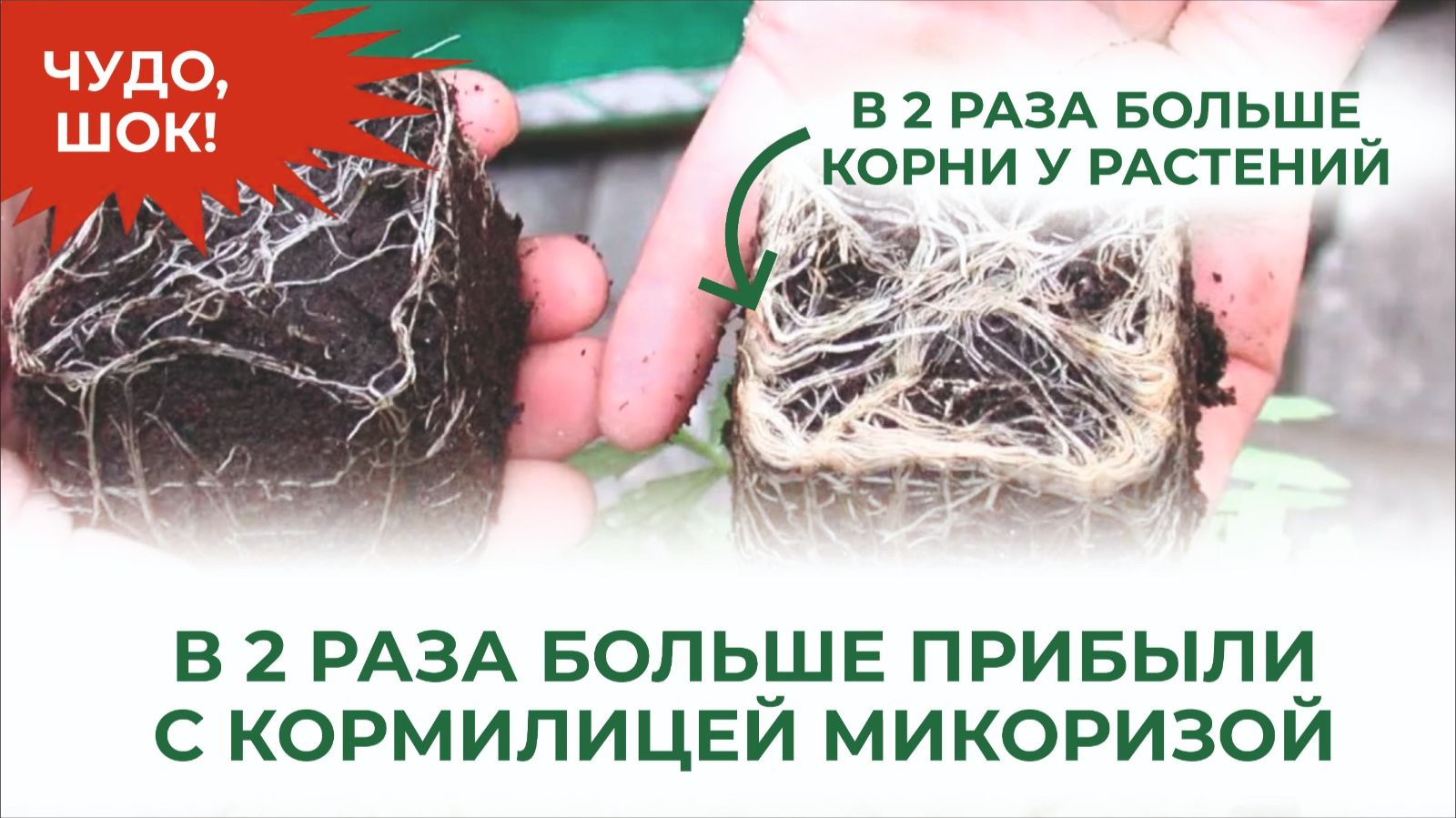 Корни, которые вас поразят! Кормилица Микориза в действии смотреть онлайн