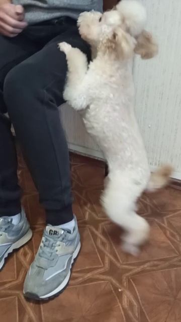 Милая метисочка пуделя подстриглась. Зоосалон Eteluin г.Краснодон. смотреть онлайн