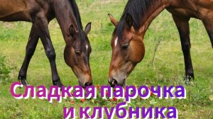 Сладкая парочка и клубника 🍓