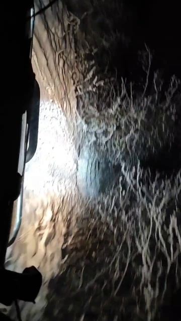 Лесная дорога зимней ночью смотреть онлайн