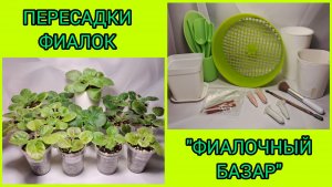 Пересадка фиалок. "Фиалочный базар" (товары для фиалок).