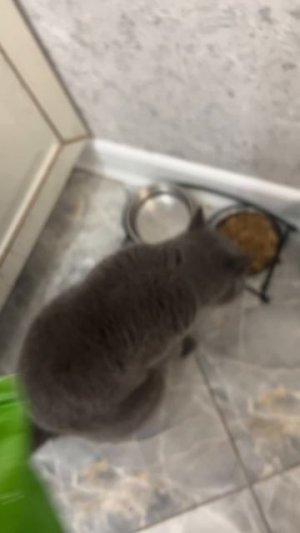 кошка не ест обычный корм