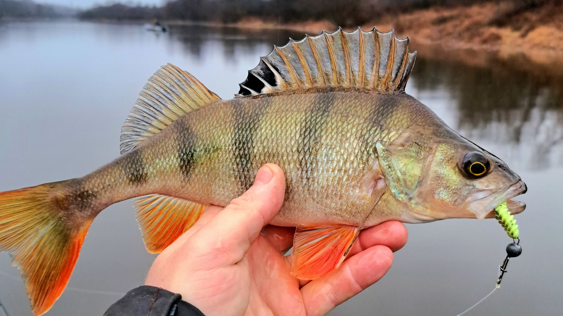 ГОЛОДНЫЕ ОКУНИ НА КАЖДОМ ЗАБРОСЕ, ВОТ ЭТО РЫБАЛКА. Осенняя рыбалка 2025. смотреть онлайн