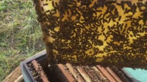 Строят ли пчелы вощину ,в счентябре месяце.