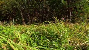 Завтра без тебя.