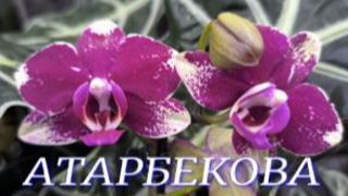 №1147/ ОРХИДЕИ в с/ц на АТАРБЕКОВА смотреть онлайн