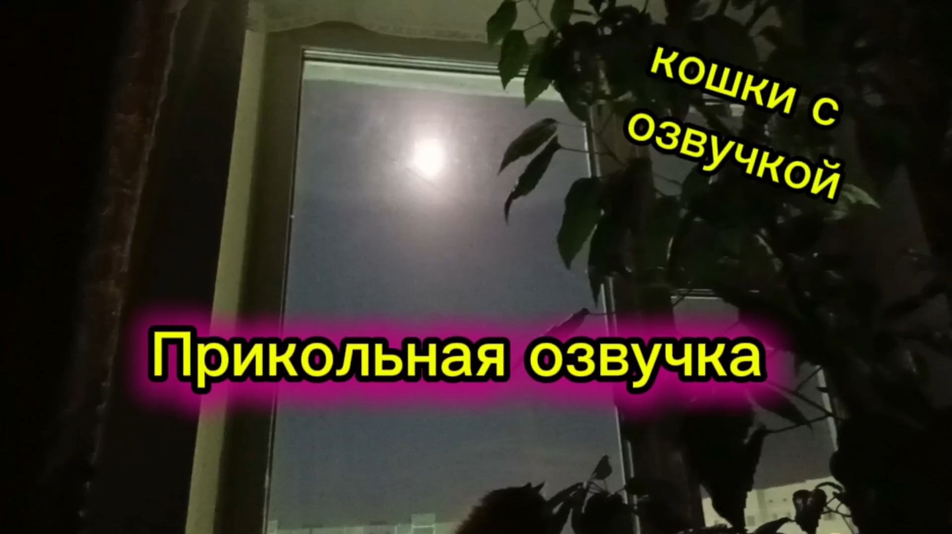 Кошки с озвучкой. смотреть онлайн