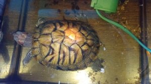 Красноухие 🐢 🐢 🐢  черепахи 🐢 🐢 🐢 день 04-12-2025. Маруся рассказывает анекдоты!