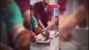 #смешныевидео -363