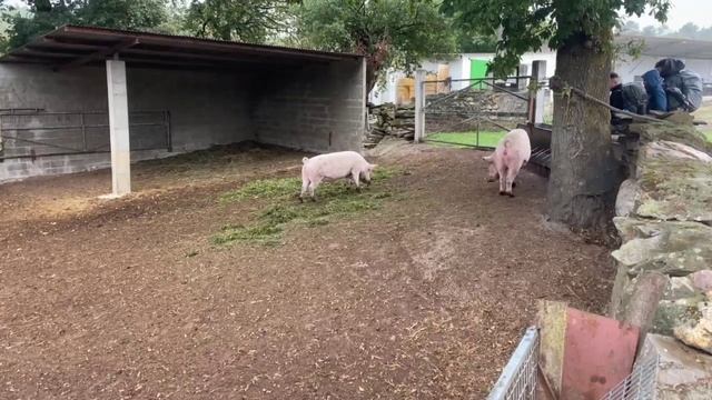 Путь Святого Якова. От Портомарин до Палас-де-Рей. День второй смотреть онлайн