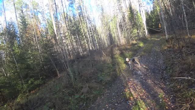 РГ Побудка (Стрелка) (3,5 года) ВПКОС 7132/24. Охота на зайца беляка. Мой первый заяц в сезоне 2025