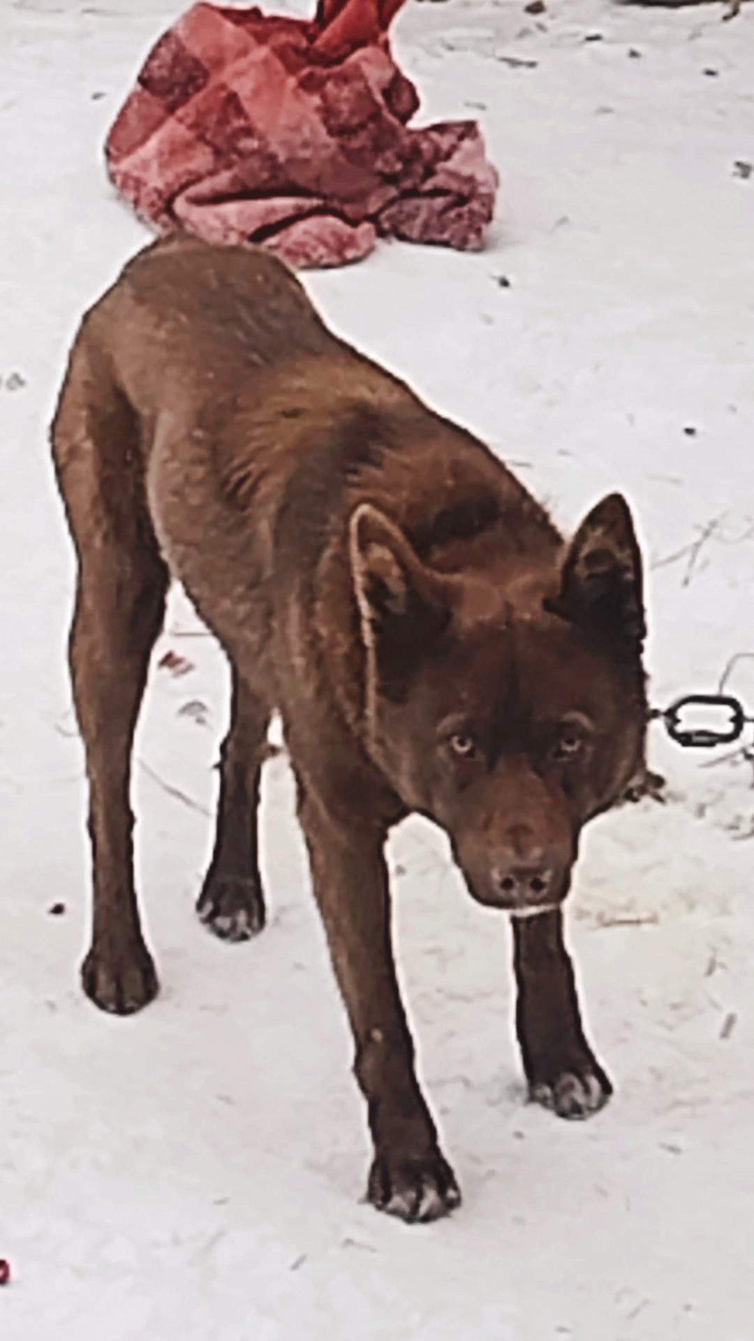 Нельзя отпустить Мишку гулять! Идет отлов бездомных собак! 🐶 Эх, жизнь собачья!😔 смотреть онлайн